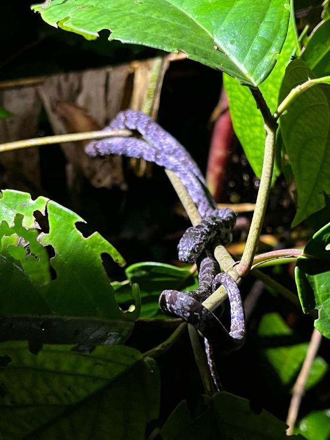 Micheck House Apartamento Tortuguero